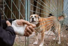 What to Do After a Dog Bite: Practical Steps for Protecting Your Health and Your Rights