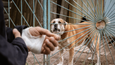 What to Do After a Dog Bite: Practical Steps for Protecting Your Health and Your Rights